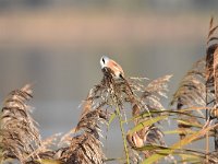 Panurus biarmicus 25, Baardman, Saxifragap-Luuk Vermeer