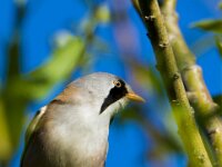 Panurus biarmicus 33, Baardman, adult, male, Saxifraga-Theo Verstrael