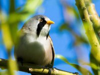 Panurus biarmicus 34, Baardman, adult, male, Saxifraga-Theo Verstrael