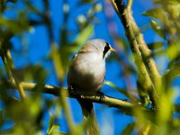 Panurus biarmicus 35, Baardman, adult, male, Saxifraga-Theo Verstrael