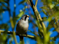 Panurus biarmicus 36, Baardman, adult, male, Saxifraga-Theo Verstrael