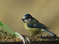 Parus caeruleus 10, Pimpelmees, Saxifraga-Jan van der Straaten