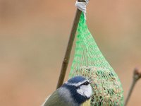 Parus caeruleus 12, Pimpelmees, Saxifraga-Luc Hoogenstein : Soest, Utrecht, garden, tuin