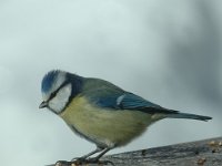 Parus caeruleus 16, Pimpelmees, Saxifraga-Jan van der Straaten