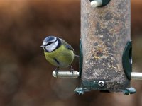 Parus caeruleus 17, Pimpelmees, Saxifraga-Luc Hoogenstein