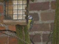 Parus caeruleus 18, Pimpelmees, Saxifraga-Willem van Kruijsbergen