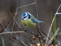 Parus caeruleus 2, Pimpelmees, Saxifraga-Piet Munsterman