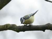 Parus caeruleus 20, Pimpelmees, Saxifraga-Mark Zekhuis