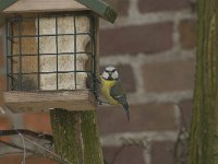 Parus caeruleus 24, Pimpelmees, Saxifraga-Willem van Kruijsbergen