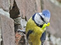 Pimpelmees #47622 : Parus caeruleus, Pimpelmees, Eurasian Blue-Tit