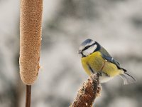 Parus caeruleus 27, Pimpelmees, Saxifraga-Piet Munsterman