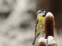 Parus caeruleus 28, Pimpelmees, Saxifraga-Piet Munsterman