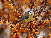 Parus caeruleus 29, Pimpelmees, Saxifraga-Piet Munsterman