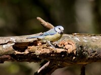 Pimpelmees  Pimpelmees in de Haspel : Parus caeruleus