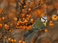 Parus caeruleus 30, Pimpelmees, Saxifraga-Piet Munsterman