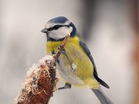 Parus caeruleus 31, Pimpelmees, Saxifraga-Piet Munsterman