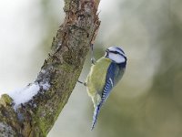 Pimpelmees, Blue Tit, Cyanistes caeruleus  Een pimpelmees op het Buurserzand. Pimpelmees, Blue Tit, Cyanistes caeruleus  Het Buurserzand is aangewezen als Natura 2000-gebied in het kader van de Natuurbeschermingswet. : mees, Nederland, Haaksbergen, nature reserve, vogel, Blue Tit, winter, tit, cold, freezing, bird, The Netherlands, Buurserzand, volwassen, Cyanistes caeruleus, koude, december, snow, Buurse, natuur, nature area, kou, sneeuw, Natuurmonumenten, nature, beschermd, natuurgebied, Natura 2000-gebied, tak, adult, Special Protected Area, branch, protected, Pimpelmees, Habitatrichtijn, Overijssel, Natura 2000, Vogelrichtlijn