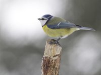 Pimpelmees, Blue Tit, Cyanistes caeruleus  Een pimpelmees op het Buurserzand. Pimpelmees, Blue Tit, Cyanistes caeruleus  Het Buurserzand is aangewezen als Natura 2000-gebied in het kader van de Natuurbeschermingswet. : Natuurmonumenten, Nederland, Natura 2000-gebied, natuurgebied, natuur, Haaksbergen, Natura 2000, vogel, Habitatrichtijn, nature reserve, freezing, mees, The Netherlands, Buurserzand, tit, tak, koude, december, bird, branch, Buurse, beschermd, kou, Special Protected Area, cold, snow, adult, winter, Cyanistes caeruleus, sneeuw, volwassen, Blue Tit, protected, Vogelrichtlijn, Pimpelmees, nature area, Overijssel, nature