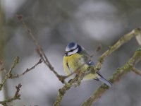 Parus caeruleus 35, Pimpelmees, Saxifraga-Luc Hoogenstein  Het Buurserzand is aangewezen als Natura 2000-gebied in het kader van de Natuurbeschermingswet. : sneeuw, Natuurmonumenten, nature area, koude, snow, natuurgebied, Buurse, Buurserzand, cold, Natura 2000, Special Protected Area, freezing, The Netherlands, winter, Nederland, beschermd, Vogelrichtlijn, Habitatrichtijn, Haaksbergen, kou, december, Overijssel, protected, nature reserve, Natura 2000-gebied