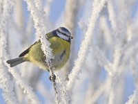 Parus caeruleus 36, Pimpelmees, Saxifraga-Rik Kruit