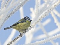 Parus caeruleus 37, Pimpelmees, Saxifraga-Rik Kruit