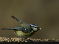 Parus caeruleus 4, Pimpelmees, Saxifraga-Jan van der Straaten