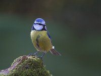 Pimpelmees  Pimpelmees Garderen : Parus caeruleus