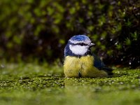 Pimpelmees  Pimpelmees Garderen : Parus caeruleus