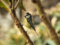 Parus caeruleus 46, Pimpelmees, Saxifraga-Piet Munsterman