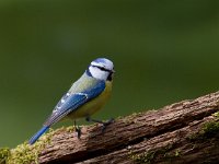 Pimpelmees  Pimpelmees Garderen : Parus caeruleus