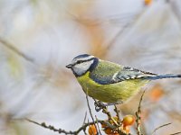 Parus caeruleus 49, Pimpelmees, Saxifraga-Rik Kruit