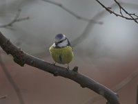 Parus caeruleus 5, Pimpelmees, Saxifraga-Luc Hoogenstein