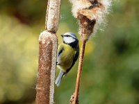 Parus caeruleus 54, Pimpelmees, Saxifraga-Piet Munsterman