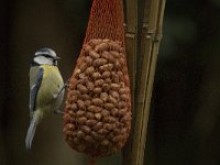 Parus caeruleus 55, Pimpelmees, Saxifraga-Jan van der Straaten