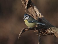 Parus caeruleus 56, Pimpelmees, Saxifraga-Jan Nijendijk