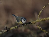 Parus caeruleus 57, Pimpelmees, Saxifraga-Jan Nijendijk