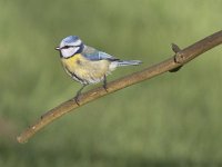 Parus caeruleus 58, Pimpelmees, Saxifraga-Mark Zekhuis