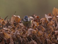 Parus caeruleus 6, Pimpelmees, Saxifraga-Luc Hoogenstein