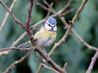 Parus caeruleus 60, Pimpelmees, Saxifraga-Henk Baptist