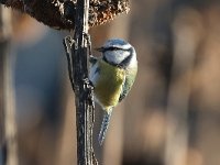 Parus caeruleus 61, Pimpelmees, Saxifraga-Henk Baptist