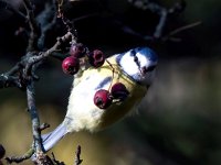 Parus caeruleus 63, Pimpelmees, Saxifraga-Bart Vastenhouw