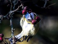 Parus caeruleus 64, Pimpelmees, Saxifraga-Bart Vastenhouw