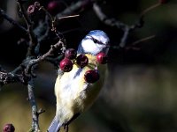 Parus caeruleus 65, Pimpelmees, Saxifraga-Bart Vastenhouw