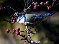 Parus caeruleus 67, Pimpelmees, Saxifraga-Bart Vastenhouw