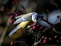 Parus caeruleus 68, Pimpelmees, Saxifraga-Bart Vastenhouw