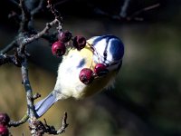 Parus caeruleus 69, Pimpelmees, Saxifraga-Bart Vastenhouw