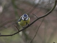 Parus caeruleus 7, Pimpelmees, Saxifraga-Luc Hoogenstein