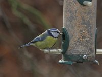 Parus caeruleus 8, Pimpelmees, Saxifraga-Luc Hoogenstein