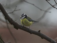 Parus caeruleus 9, Pimpelmees, Saxifraga-Luc Hoogenstein