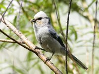 Parus cyanus 2, Azuurmees, Saxifraga-Mark Zekhuis